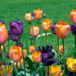 Tulpen Einfache Späte