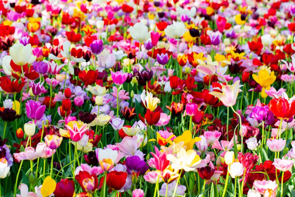 Klassifizierung – die 15 Tulpenklassen