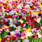 Klassifizierung – die 15 Tulpenklassen