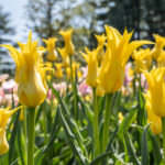 Lilienblütige Tulpen