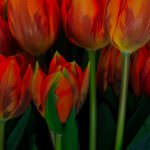 Rembrandt-Tulpen