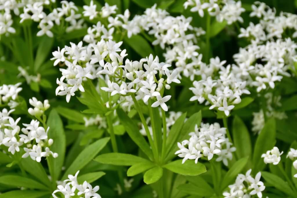 Waldmeister – das gesunde und leckere Wildkraut