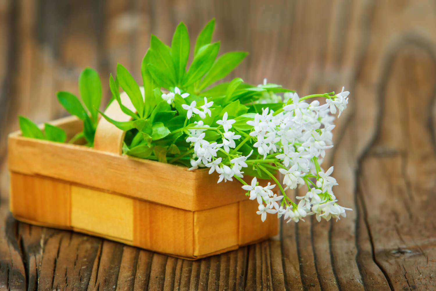 Waldmeister Das Gesunde Und Leckere Wildkraut Samenhaus Gartenblog Waldmeister Das Gesunde Und Leckere Wildkraut Samenhaus Gartenblog