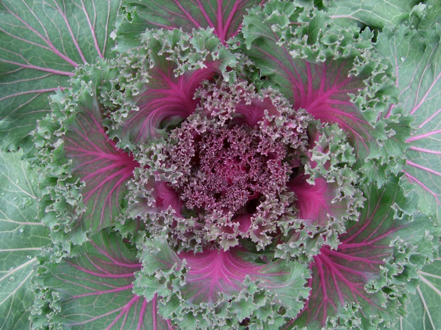 Sterben Flöhe Bei 40 Grad Wäsche Zierkohl - was ist das und kann man den essen? - Samenhaus Gartenblog