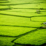 Kulturpflanze Reis