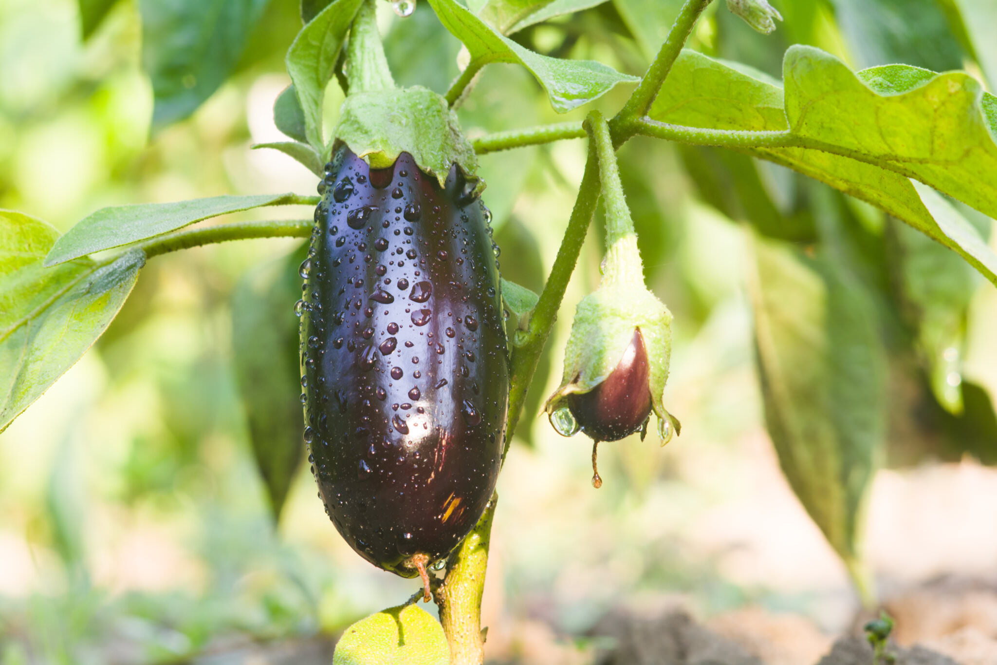 Wie Sieht Eine Unreife Aubergine Aus Anbau und Pflege von Auberginen - Samenhaus Gartenblog