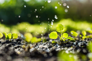 Regen Garten Beet