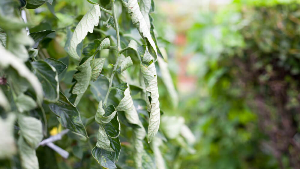 eingerollte Blätter Tomaten