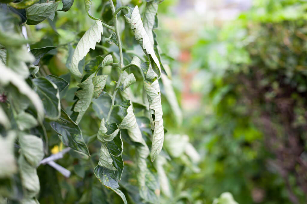 Tomatenblätter rollen sich ein: Ursachen und Gegenmaßnahmen