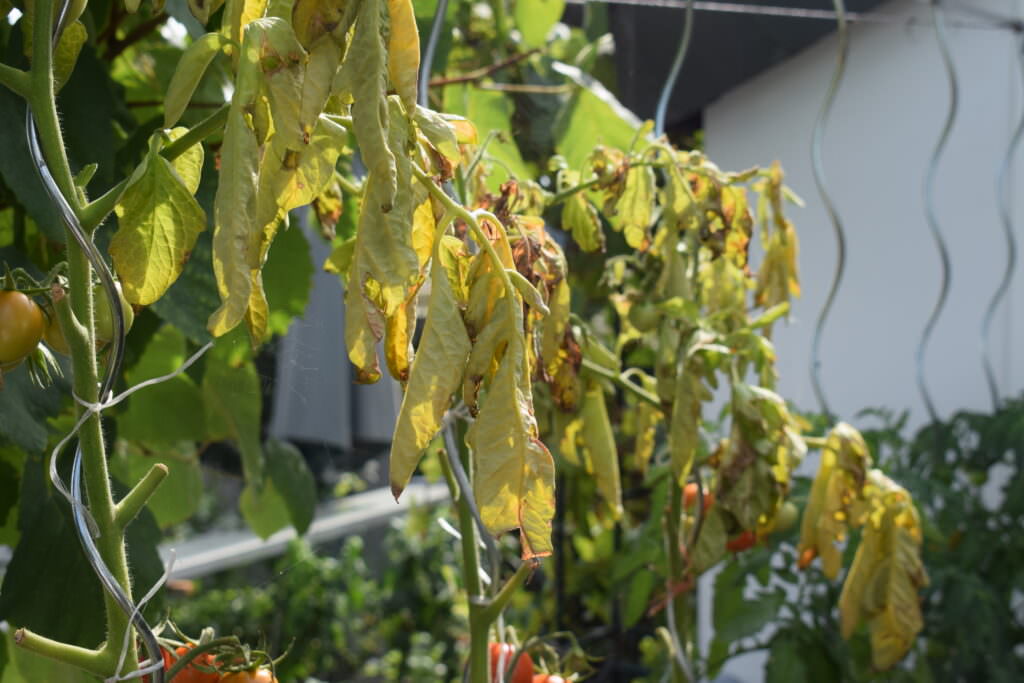 Tomatenblätter rollen sich ein Ursachen und Gegenmaßnahmen Samenhaus Gartenblog