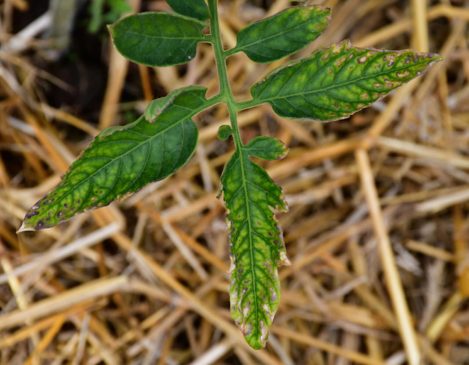 Tomatenblätter rollen sich ein Ursachen und Gegenmaßnahmen Samenhaus Gartenblog