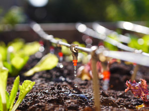 Ein Beet mit Erde und einigen verschwommenen Pflanzen. Im Fokus ein Schlauchsystem, dass über den Pflanzen angebracht ist und von dessen Tropfdüsen Wasser in die Erde tropft.