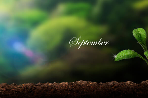 Aussaatkalender September