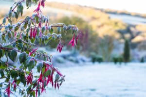 Fuchsie Winter