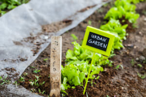 Urban Gardening