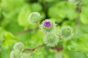 Große Klette Blüten