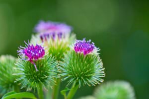 Blüten Große Klette