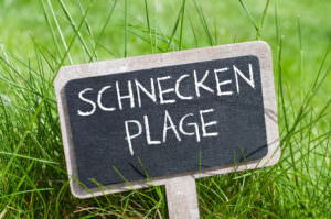 Schneckenplage