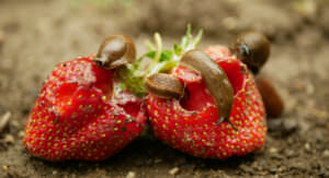 Schnecken Erdbeeren