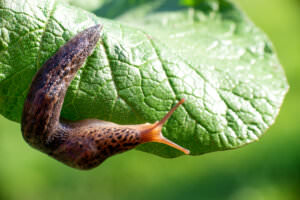 Nacktschnecke