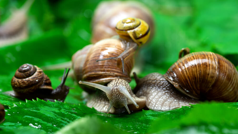 Schnecken