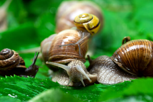 Schnecken