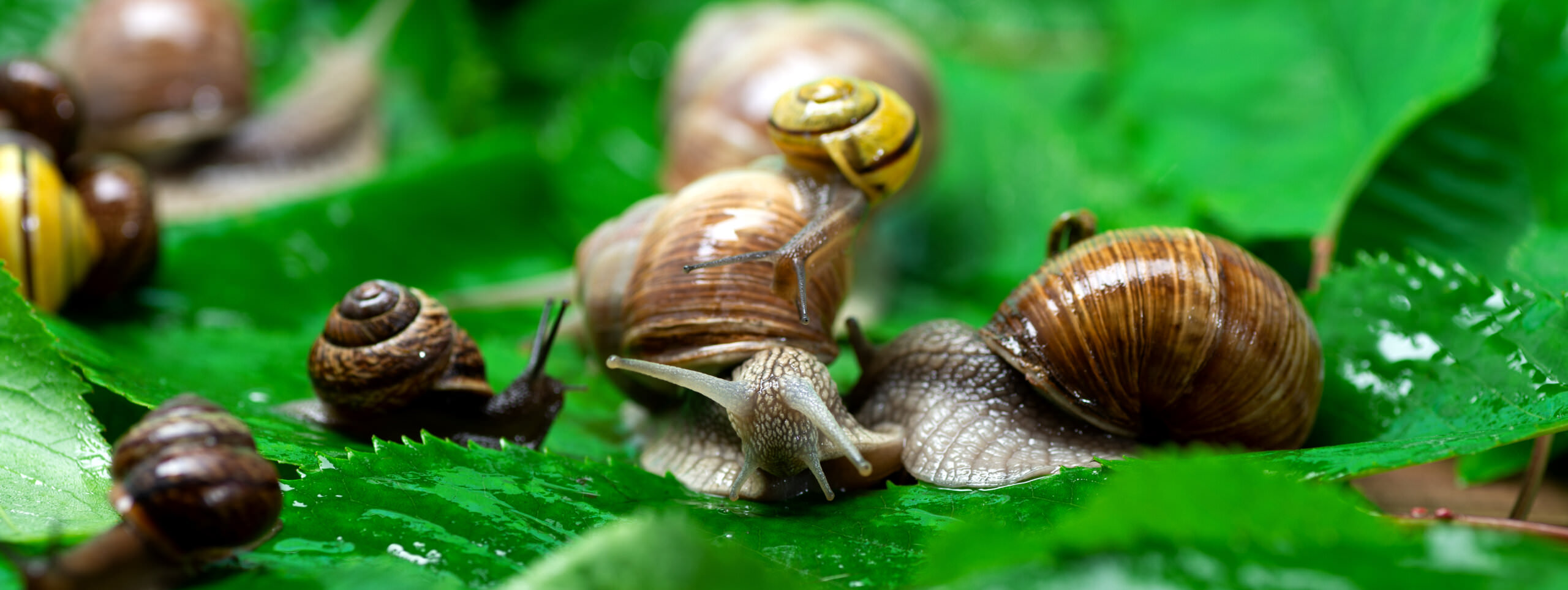 Diese Hausmittel gegen Schnecken helfen wirklich Samenhaus Gartenblog