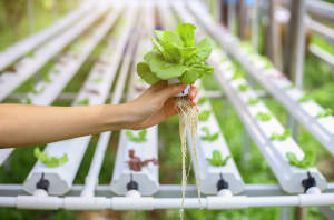 Eine Hand von einer Frau hält einen kleinen Gartensalat. Der Salat hat sehr lange Wurzeln. Im Hintergrund befindet sich ein großes Hydroponik System für Salate.