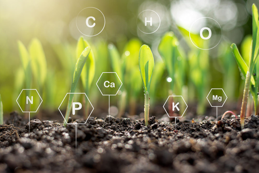 Mangelerscheinungen beim Grow Mikro