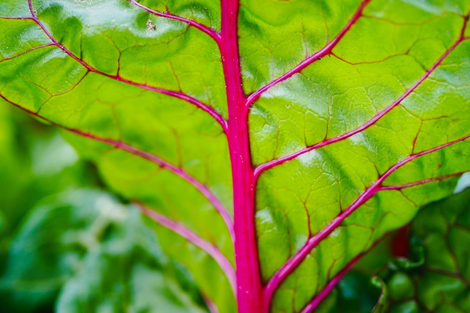 So verwenden Sie Rhabarberblätter als Dünger - Samenhaus Gartenblog