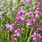 Sunpfpflanze Sumpf Gladiole