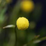 Sumpfpflanze Krähenfuß Laugenblume