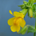 Sumpfpflanze Gelbe Gauklerblume