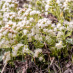 Sumpfpflanze Weißer Pestwurz