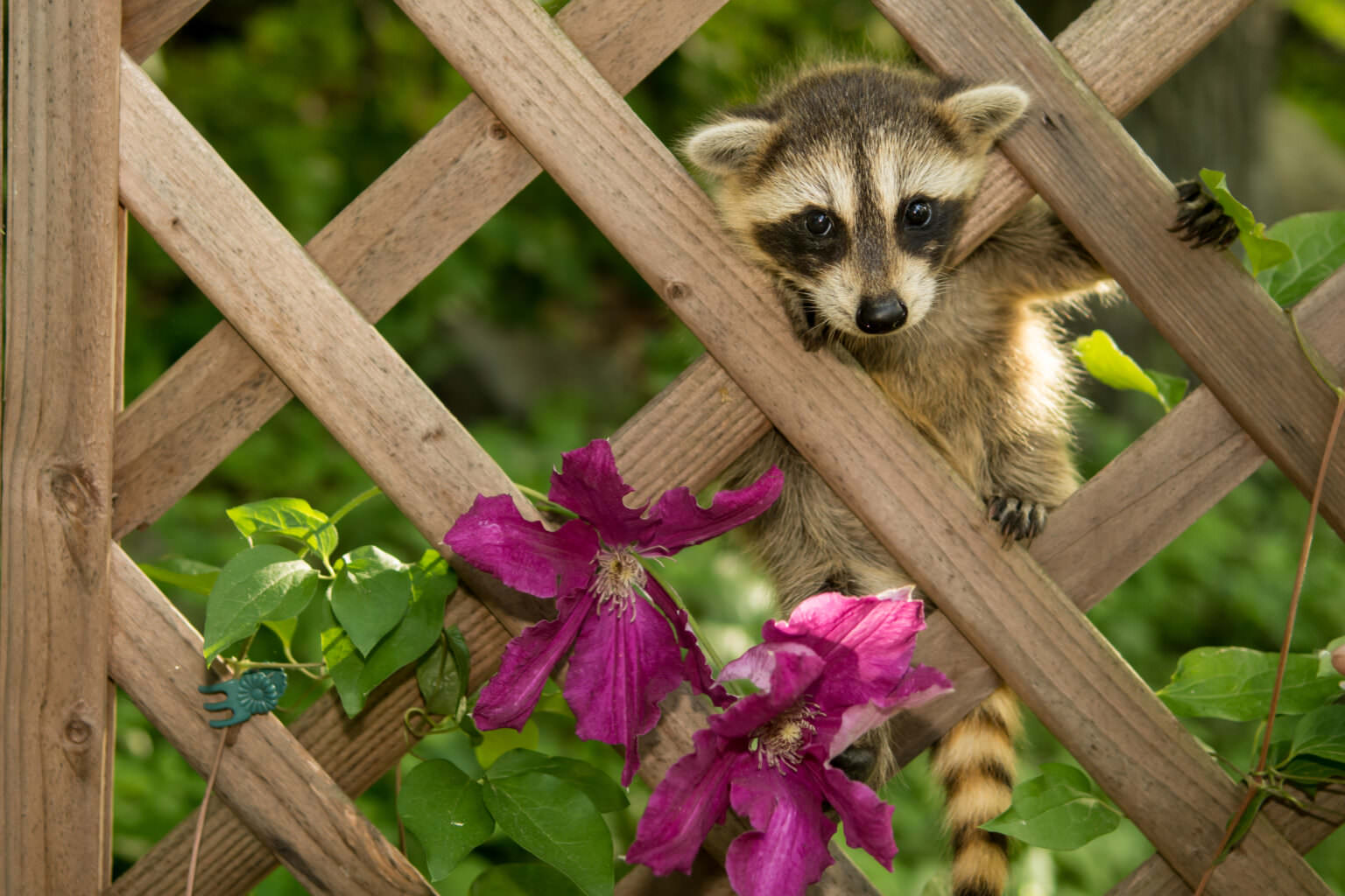 Waschbären im Garten Was Sie tun können, um sie loszuwerden