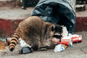 Waschbär Mülltonne