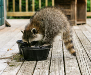 trinkender Waschbär 