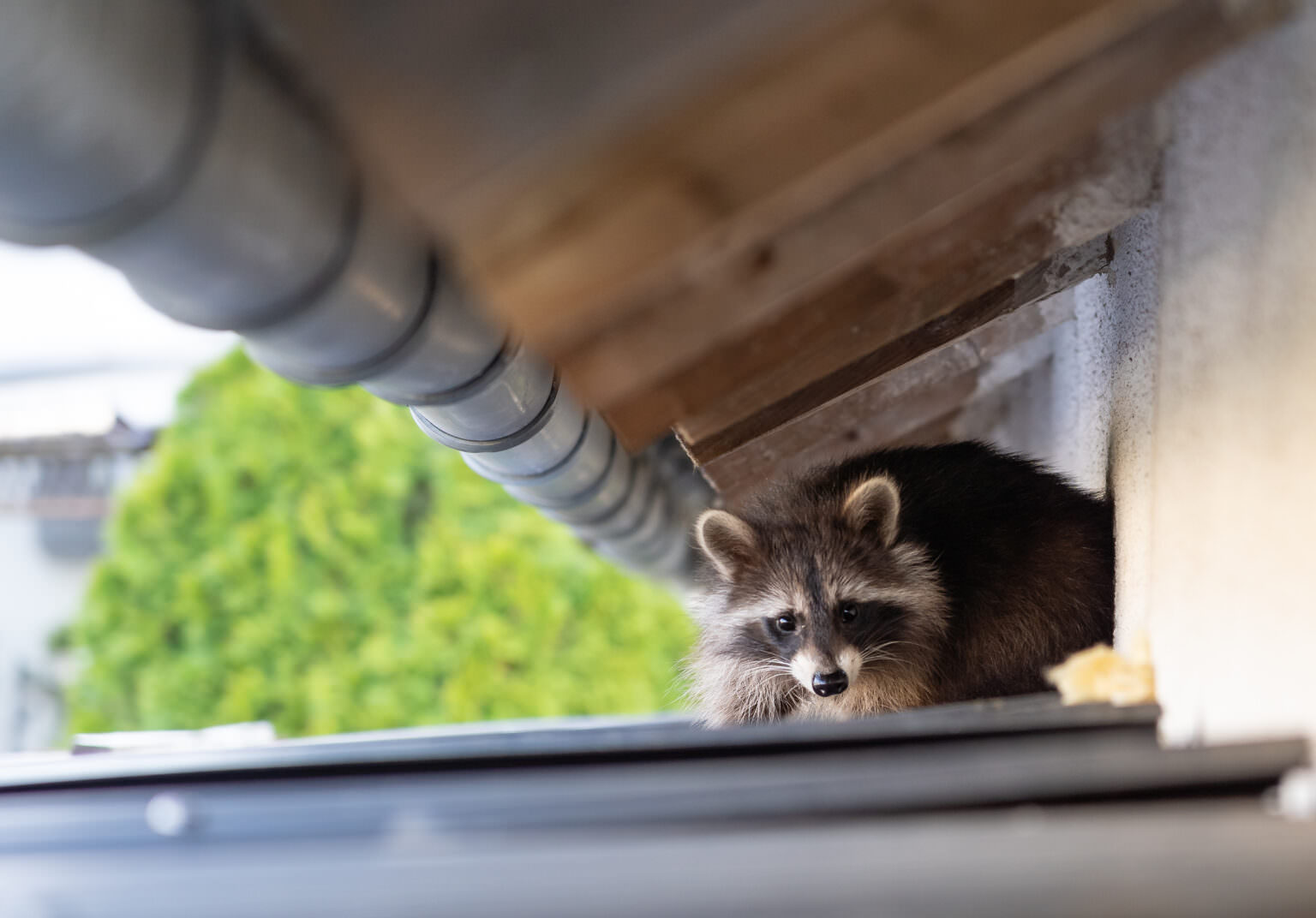 Waschbären im Garten Was Sie tun können, um sie loszuwerden