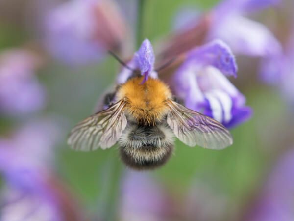 Wespen, Bienen und Hummeln das sind die Unterschiede Samenhaus