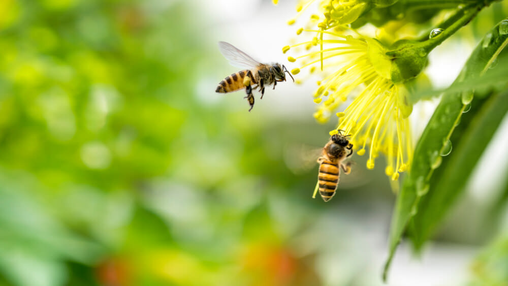 Wespen, Bienen und Hummeln
