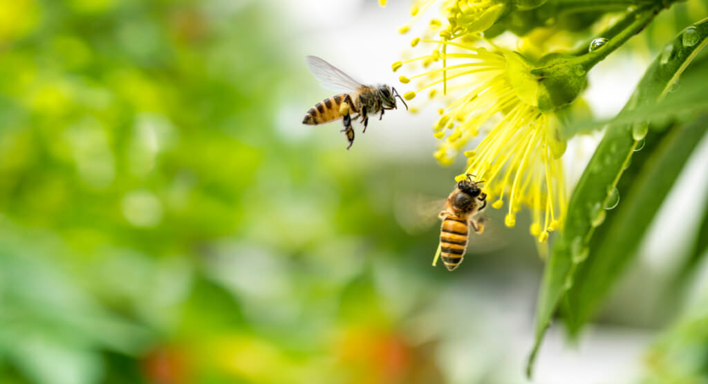 Wespen, Bienen und Hummeln – das sind die Unterschiede