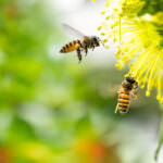 Wespen, Bienen und Hummeln – das sind die Unterschiede