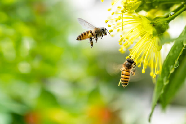 Wespen, Bienen und Hummeln