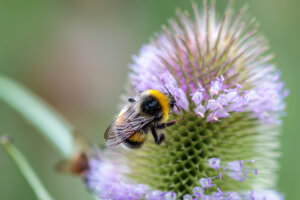 Hummel Wilde Karde