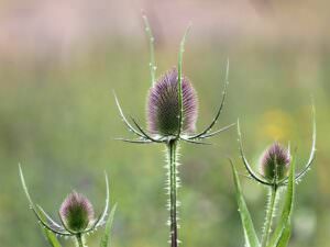 Wilde Karde Blume