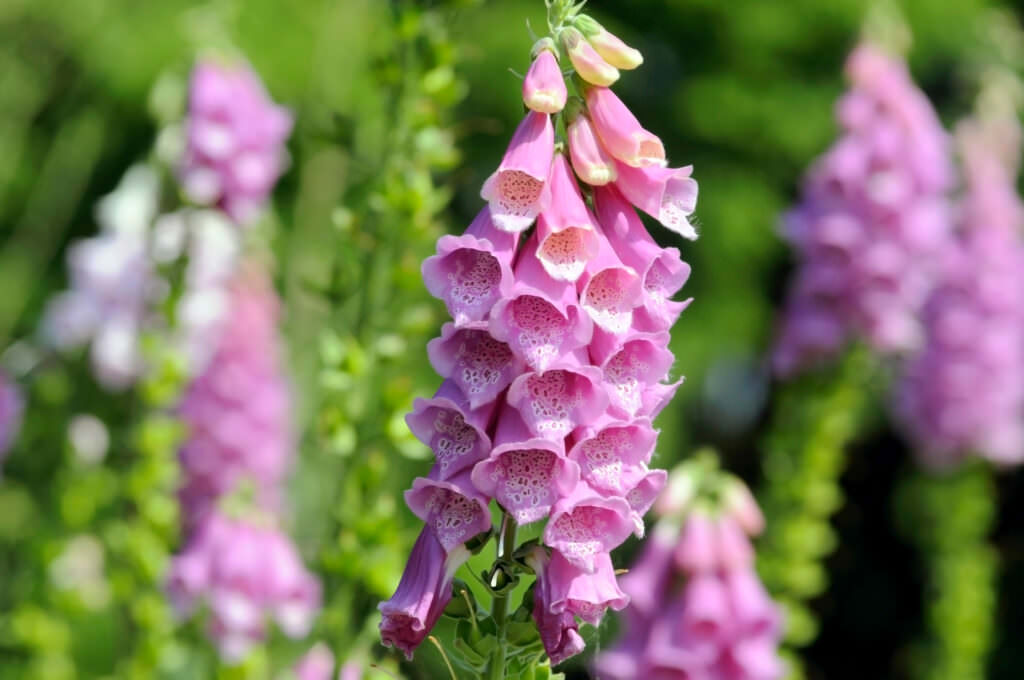 Vorsicht giftige Gartenpflanzen