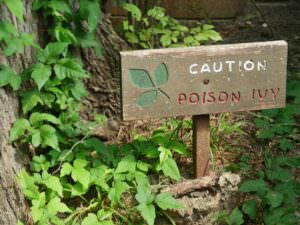 giftige Pflanzen