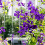 Balkonpflanze Clematis