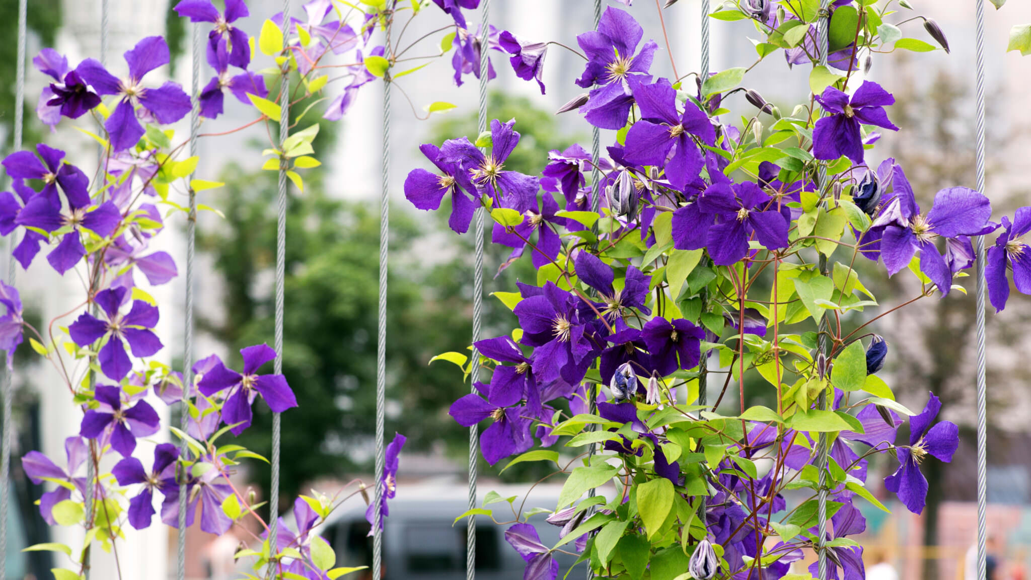 TOP 10 der schönsten Balkonpflanzen die müssen Sie haben Samenhaus