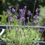 Balkonpflanze Lavendel